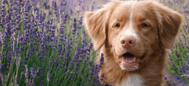 moustache-gourmande-epagnol moustache-gourmande-epagnol