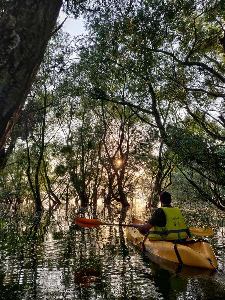 bayou champenois