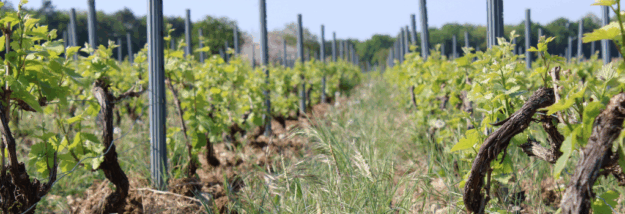 vignes-goussard